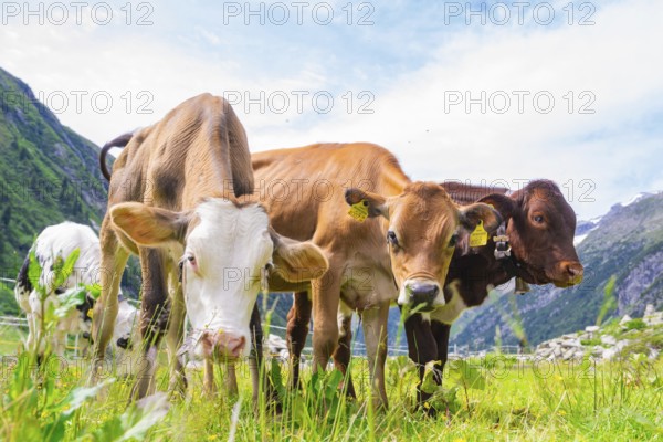 Several cows on a green pasture in the middle of the mountains under a blue sky, Klein Tibet,