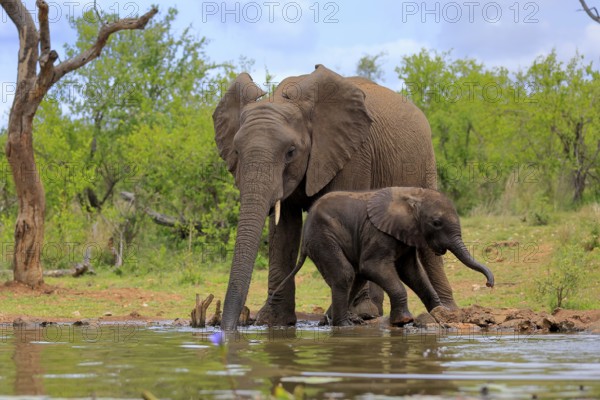 African elephant (Loxodonta africana), adult, male, bull, young animal, young bull with young