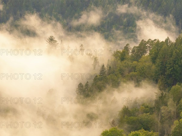 Foggy forest landscape with dense trees and dreamy atmosphere in the morning light, Calw, Black