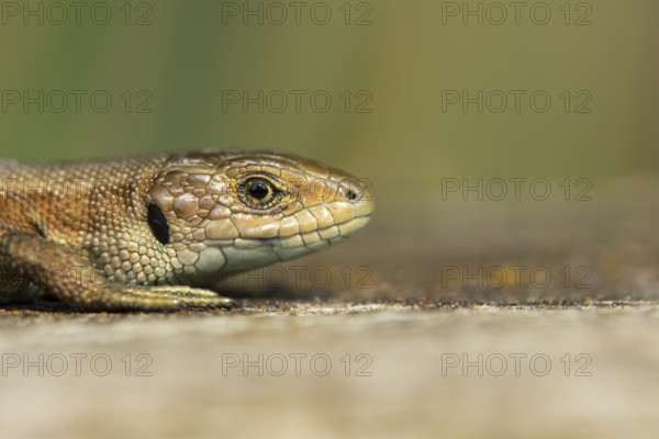 Common lizard (Zootoca vivipara) adult reptile basking on a wooden sleeper, England, United