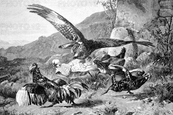 Bird of prey attacks a group of chickens, Historical, digital reproduction of an original from the