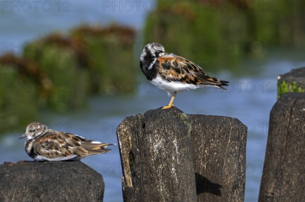 Two ruddy turnstones (Arenaria interpres) in breeding plumage resting on wooden breakwater used as