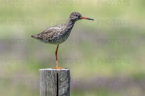 Common redshank (Tringa totanus) in breeding plumage perched on one leg on wooden fence pole along