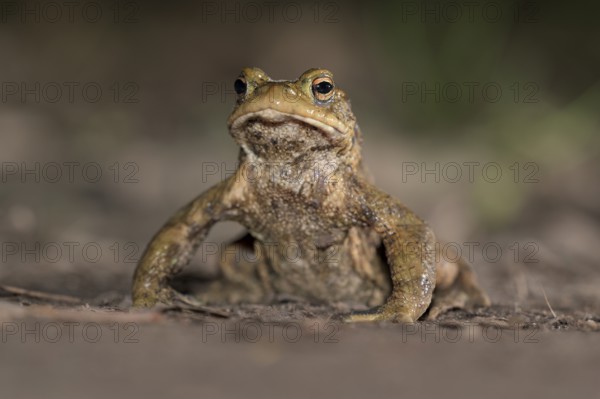 Common toad (Bufo bufo), single male, on the way to spawning waters, evening, toad migration,