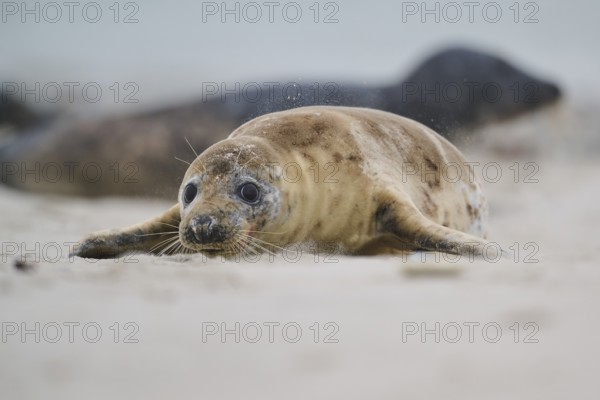 Grey seal (Halichoerus grypus) lying on the beach, Düne, Helgoland, Schleswig-Holstein, Germany,
