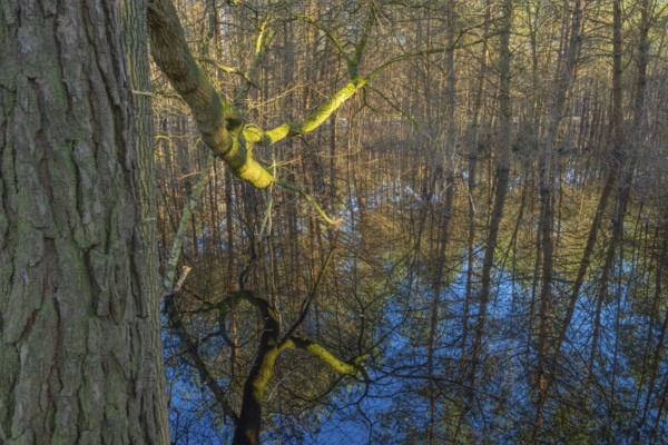 Trees reflected in the water of a pond in the moor adventure trail, Otternhagener Moor, Resse,