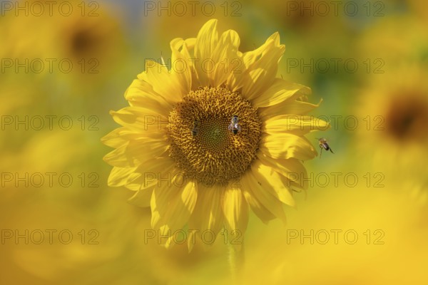 The sun shines down from the sky on a sunflower where some bees are collecting the nectar of the