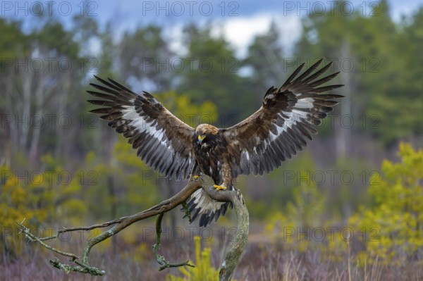 European golden eagle (Aquila chrysaetos chrysaetos) landing on branch with spread wings in