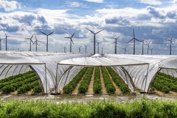 Agriculture, large areas with foil tunnels, for the cultivation of strawberries, wind farm, south