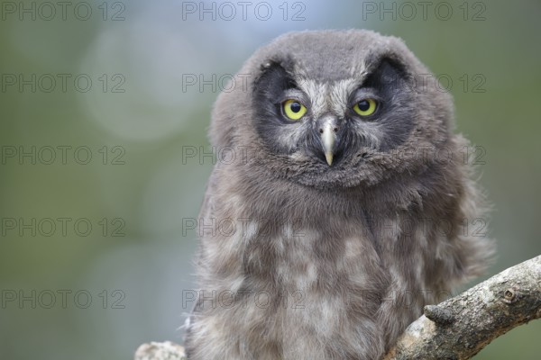 Tengmalm's owl (Aegolius funereus), young bird sitting on a branch, animal portrait,