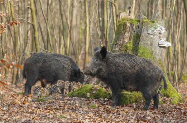 Wild boar, wild boar (Sus scrofa) two bucks and young boar looking for food in the forest, Germany,