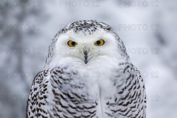 Snowy owl, white owl, Arctic owl (Bubo scandiacus, Strix scandiaca) female close-up portrait in the