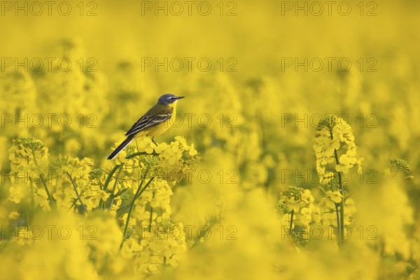 A yellow wagtail sits in spring in a flowering rape field near Frankfurt am Main, Frankfurt am