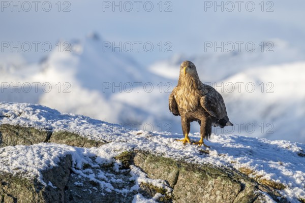 White-tailed eagle (Haliaeetus albicilla), sitting on a snow-covered rock in front of a mountain