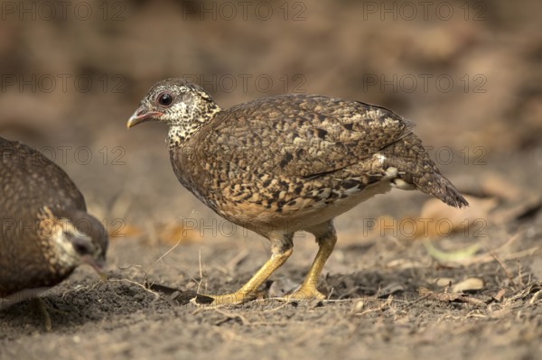 Green-legged Partridge (Arborophila chloropus) perched on the ground, Bidoup National Park,