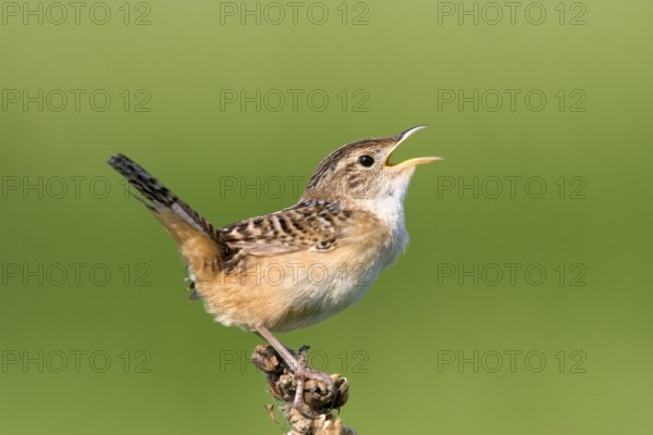 Sedge Wren Cistothorus platensis Appleton, Chippewa County, Minnesota, United States 29 May Adult