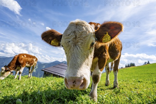 Two young curious calves (Bos primigenius taurus), cows on an alpine meadow, stretching their