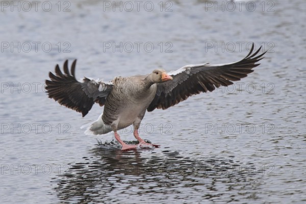 Graylag goose (Anser anser) landing in the water, Düne, Helgoland, Schleswig-Holstein, Germany,