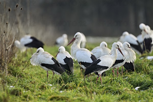 White storks (Ciconia ciconia), large flock standing in a meadow, Flachsee, Canton Aargau,
