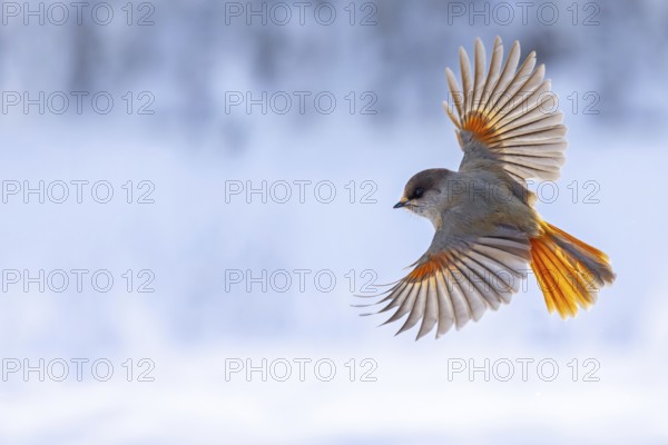 Siberian jay (Perisoreus infaustus, Corvus infaustus) in flight in snow covered taiga in winter,