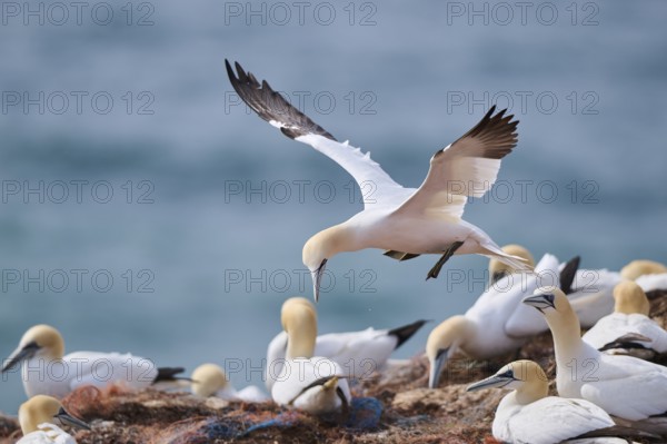 Northern gannet (Morus bassanus) over the colony on the cliffs, wildlife, Helgoland, Germany,