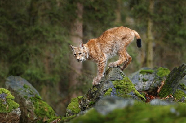 Lynx, Eurasian wild cat walking on green moss stone with green forest in background. Beautiful