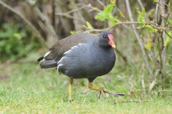 Common moorhen (Gallinula chloropus) on a meadow, Düne, Helgoland, Schleswig-Holstein, Germany,