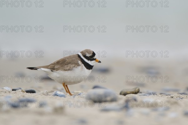 Common ringed plover (Charadrius hiaticula) on the beach, Düne, Helgoland, Schleswig-Holstein,