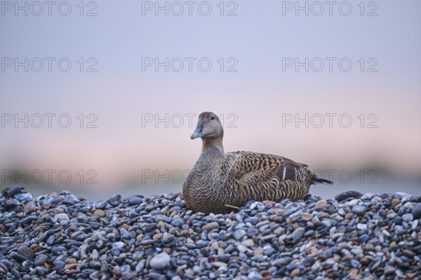 Common eider (Somateria mollissima) female on the beach at sunset, Düne, Helgoland,