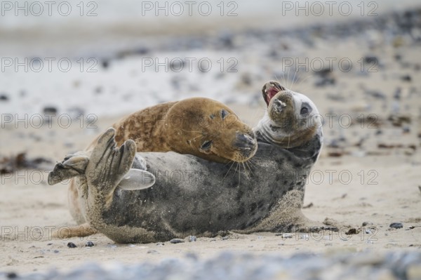 Grey seal (Halichoerus grypus) playing with each other on the beach, Düne, Helgoland,