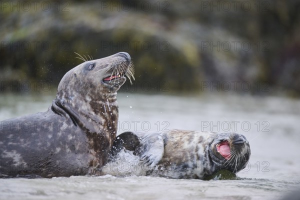 Grey seal (Halichoerus grypus) playing with each other in the water, sea, Düne, Helgoland,