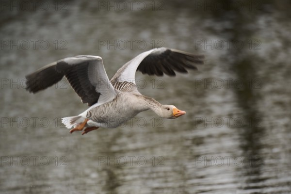 Graylag goose (Anser anser) strats flying from the water, Düne, Helgoland, Schleswig-Holstein,