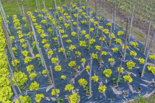 A field of green plants with yellow stems and leaves. The plants are growing in a field with a