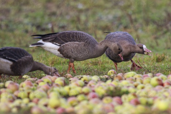 Greater White-fronted Goose (Anser albifrons) adult and juveniles feeding on apples, North