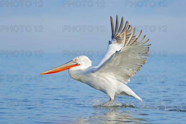 Palican with open wings, hunting animal. Wildlife scene from European nature. Bird and blue sky.
