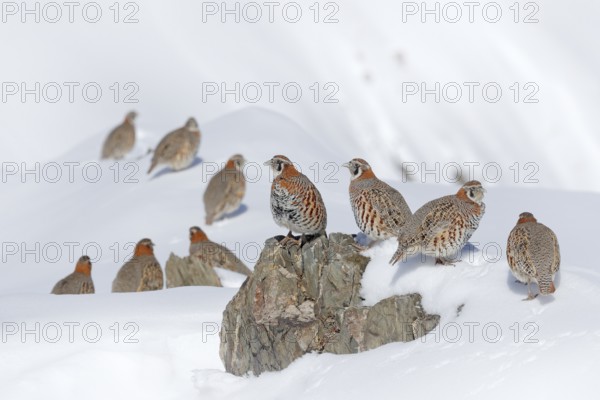 Tibetan Partridge, Perdix hodgsoniae, flock of birds sitting in the snow in the winter mountain.