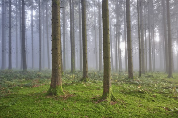 Coniferous forest in fog with moss-covered ground, Horben, Lindenberg, Canton Aargau, Switzerland,