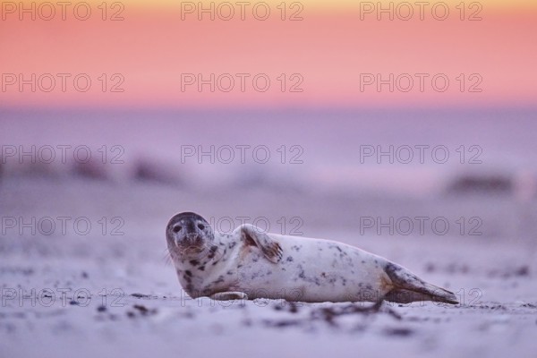 Grey seal (Halichoerus grypus) lying on the beach at sunset, Düne, Helgoland, Schleswig-Holstein,