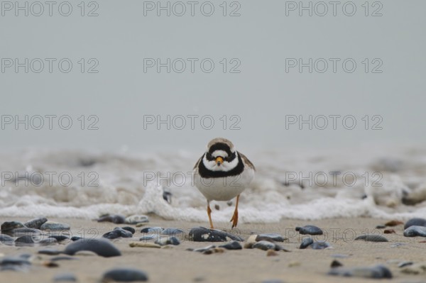 Common ringed plover (Charadrius hiaticula) on the beach, Düne, Helgoland, Schleswig-Holstein,