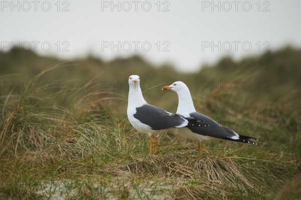Yellow-legged gull (Larus michahellis) standing in the grass, Düne, Helgoland, Schleswig-Holstein,