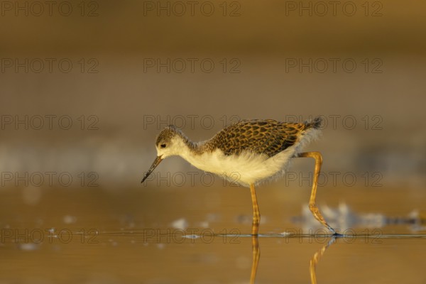 Black-winged Stilt (Himantopus himantopus) juvenile foraging, North Rhine-Westphalia, Germany,