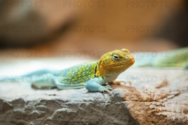 Common collared lizard (Crotaphytus collaris) on a rock, captive, Germany, Europe