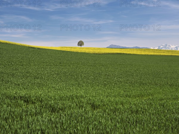 Small lime tree (Tilia), in a field of flowering rape, in the background the snow-covered Alps and