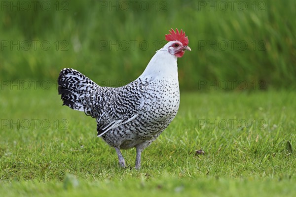 East Frisian Gull standing in a meadow, chicken breed with good utilisation characteristics, Texel,