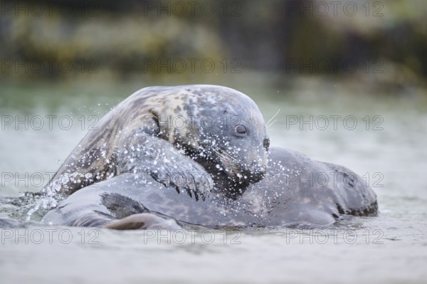 Grey seal (Halichoerus grypus) playing with each other in the water, sea, Düne, Helgoland,