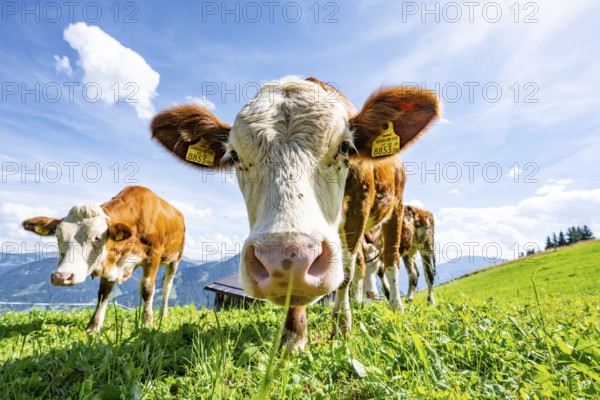 Two young curious calves (Bos primigenius taurus), cows on an alpine meadow, stretching their