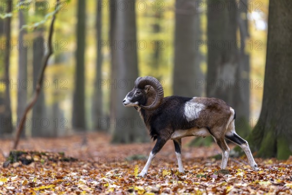 European mouflon (Ovis aries musimon, Ovis gmelini musimon) ram, male with big horns in forest
