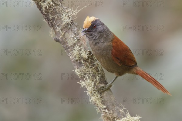 Light-crowned Spinetail (Cranioleuca albiceps) perched on a branch in Bolivia, South America