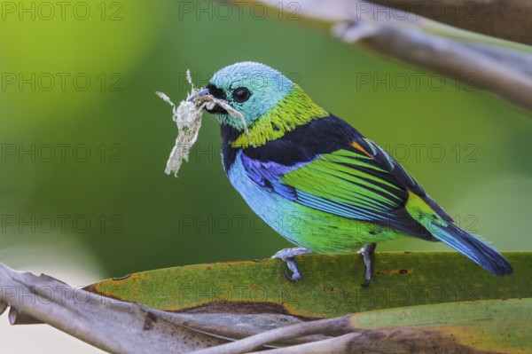 Green-headed Tanager (Tangara seledon) perched on a branch in the Atlantic rainforest of southeast