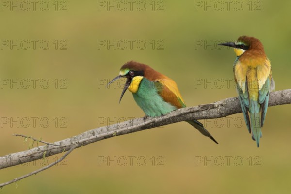 European Bee-eater (Merops apiaster) pair perched on a branch, Portalegre, Portugal, Europe